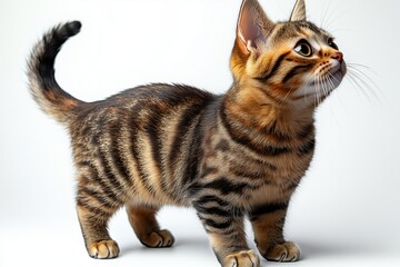 Cute Tabby Kitten with Bright Eyes Standing on a White Background