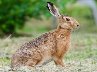 Fototapeta premium Wild Brown Hare Sitting in Meadow. Lepus europaeus.