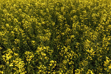 Obraz premium Wald & Bäume