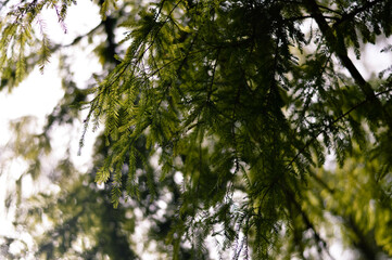 trees in the forest