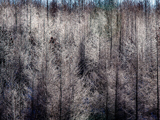 Trees shining on the morning of the first frost