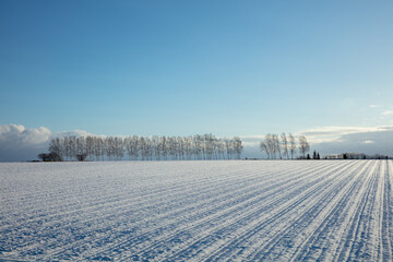 Early morning winter fields and trees