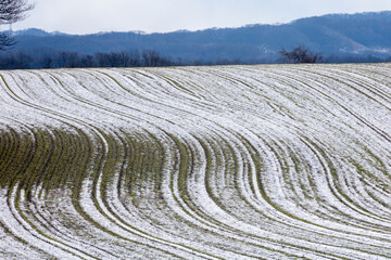 The first snowfall in the field
