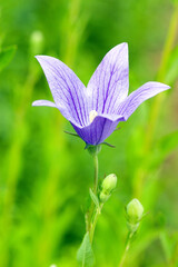 Sternblüte