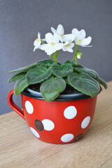   African violets in flower pot