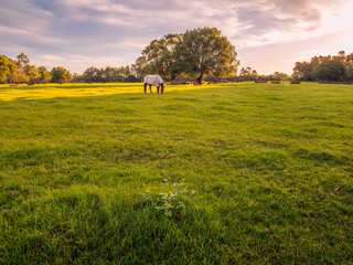 Horse Grazing in Field on a Sunny Afternoon