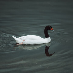 swan on the lake