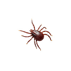 vector tick isolated on white background 