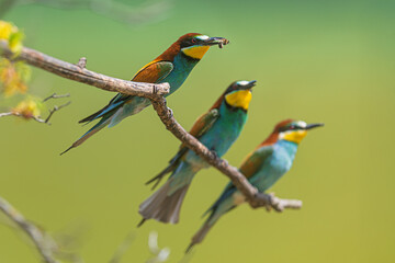 Fototapeta premium European Bee-eaters (Merops apiaster) three birds perched with insect catch