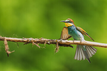 European Bee-eater (Merops apiaster) stretching wing while perched on branch