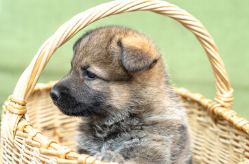 Young wolfdog German Shepherd puppy peeking from basket, side profile perspective. Close-up, outdoor portrait. Gentle expression, natural light, shallow DOF, blurred background