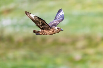 Fototapeta premium Great Skua (Stercorarius skua) flying above green grassy meadow, Norway Runde