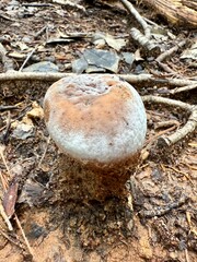 Forest beauty, nature all around us, awe of rejuvenation, self care through outdoors, peaceful...