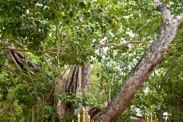 Sacred Boo Tree (Ficus Religiosa, Sacred Fig) at the Sri Bhodiraja Aranya Senasanaya, Hiriwadunna, Habarana, Sri Lanka.