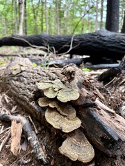 Mushroom on Fallen Tree — Life Renewed in the Wild