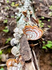 Trametes Versicolor — Life from the Forest Floor