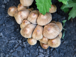 Lots of mushrooms growing in the forest top view