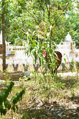 Sri Bhodiraja Aranya Senasanaya, Hiriwadunna, Habarana, Sri Lanka.
