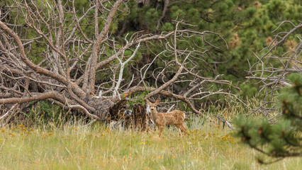 Curled in a patch of clover beneath the whispering pines, a spotted fawn lies still, hidden from the world.