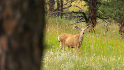 In a secluded forest clearing beneath the Rocky Mountain sky, a wild deer pauses, framed by the stillness of high-country air.