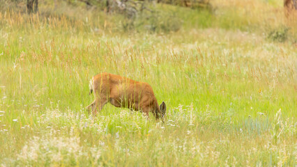 Bathed in morning light, the deer moves with quiet purpose across the alpine meadow, its fur blending with the tall grass.