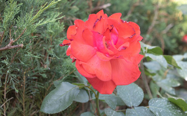 Bright red rose in full bloom with green foliage background