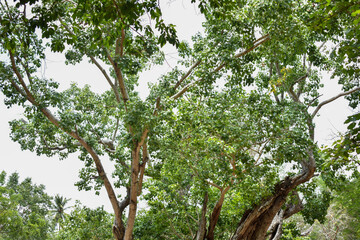 Sacred Boo Tree (Ficus Religiosa, Sacred Fig) at the Sri Bhodiraja Aranya Senasanaya, Hiriwadunna, Habarana, Sri Lanka.