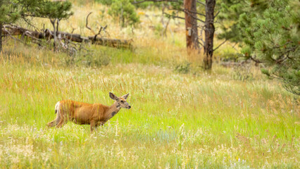 In the heart of the forest, the soft rustle of golden grass marks the passing of a mule deer through an open glade.