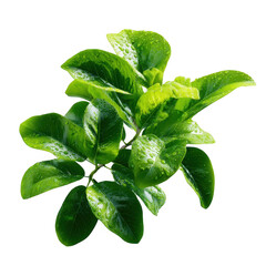 Vibrant green leaves with water droplets isolated on transparent background