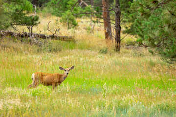 A wild deer grazes quietly in a sun-drenched meadow ringed by pine and aspen near Boulder’s mountain foothills.
