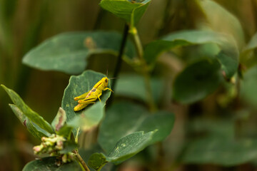With twitching antennae and a gleaming exoskeleton, the grasshopper surveys the foothills in midday heat.