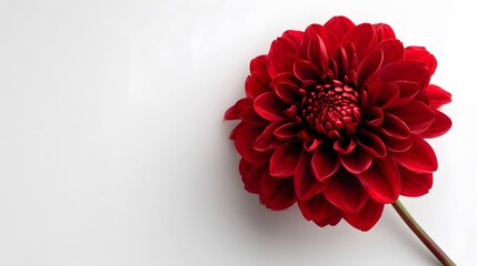 Large Red Dahlia in a Minimalist Composition with Clean White Background and Vivid Burgundy Petals for Modern Floral Art