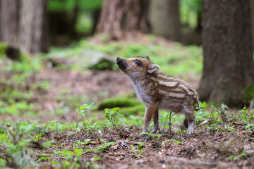 Wild Boar Piglet (Sus scrofa) standing alone in forest looking up
