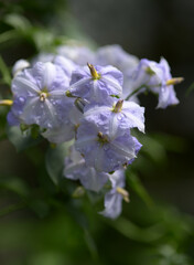 ソラヌム・ヴェンドランディー