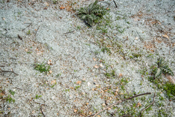 Broken tempered glass shards scattered on outdoor ground with grass and debris, horizontal