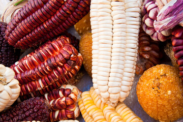 various types of Peruvian corn top view