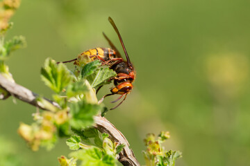 Hornisse im Apfelbaum