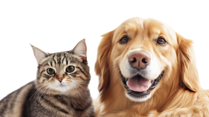 Close-up of a tabby cat and a golden retriever dog isolated on a transparent background