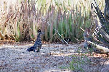 Greater Roadrunner bird seen in a residential backyard, Arizona