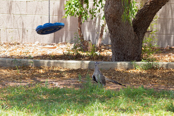 Greater Roadrunner bird seen in a residential backyard, Arizona