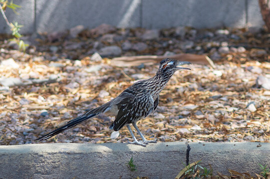 What is the State Bird of New Mexico: Discover Its Unique Charm