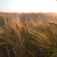 field of wheat
