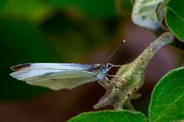 Cabbage White Butterfly (Pieris rapae)