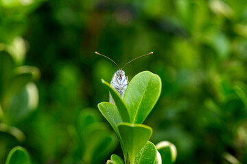 Cabbage White Butterfly (Pieris rapae)