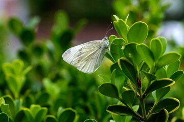 Cabbage White Butterfly (Pieris rapae)