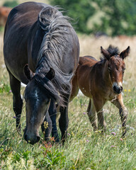Fototapeta premium Mare and foal walking through wildflower meadow in summer