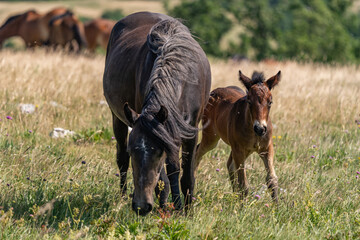 Mare and foal walking through wildflower meadow in summer
