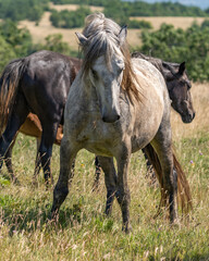 Wild grey horse standing in summer pasture among herd