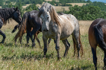 Fototapeta premium Wild grey horse standing in summer pasture among herd
