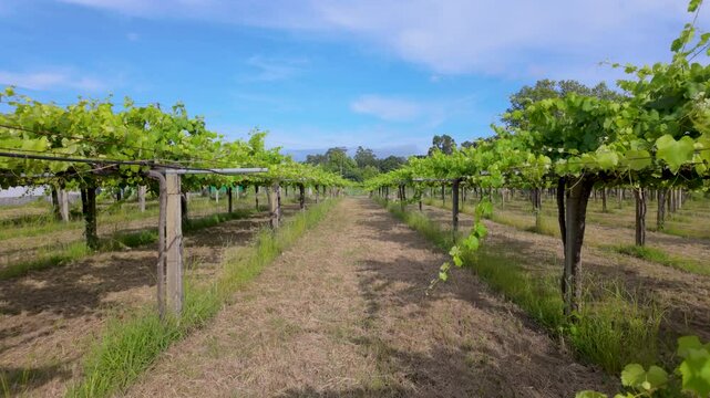 Rows of vibrant albari&ntilde;o grapevines thrive under the summer sun in a picturesque vineyard in el saln&eacute;s, cambados, spain, promising a bountiful harvest